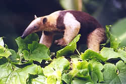 Costa Rica Anteater - Tamandua