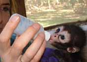 Feeding a baby monkey
