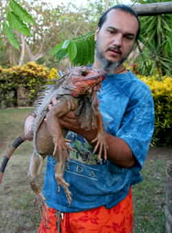 Large Green Iguana in Costa Rica wildlife sanctuary