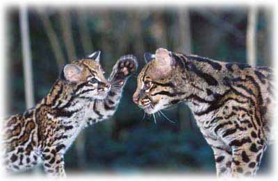 Ocelot Kitten playing with his mother