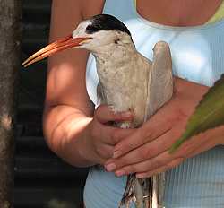 Royal Tern, Costa Rica